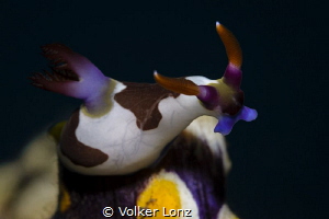 Nudibranch on a tunicate by Volker Lonz 